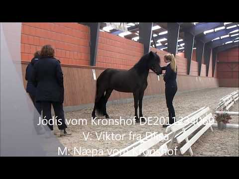 FIZO Kronshof: Jódís vom Kronshof