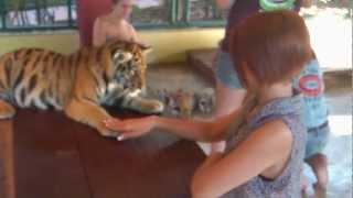 preview picture of video 'Tiger Kingdom - Mae Rim - Chiang Mai 11'