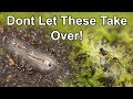 How To Get Rid Of Fungus Gnats ( Send'em To The Shadow Realm )