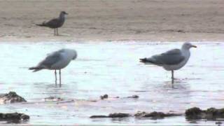 Seagulls on beach ~ Coastal Hoilday in Pembrokeshire Wales UK