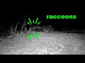 The Sounds Of Raccoons Mating Caught On Trail Camera