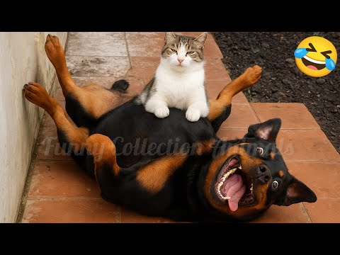Funny Animal Videos of Cats and Dogs🐶😺 Try Not To Laugh 2025😂