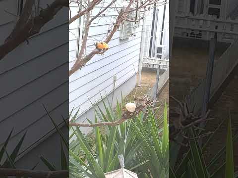 冬にシジュウカラはどこにいますか？渡り鳥なのでしょうか？  庭園