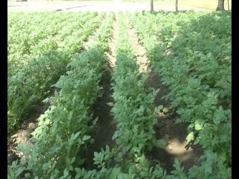 নতুন পদ্ধতিতে আগাম আলু চাষে ব্যস্ত নীলফামারীর চাষিরা