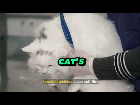 The Ultimate Guide toCatnip: Benefits andMisconceptions #catcare#catnip #Balanced