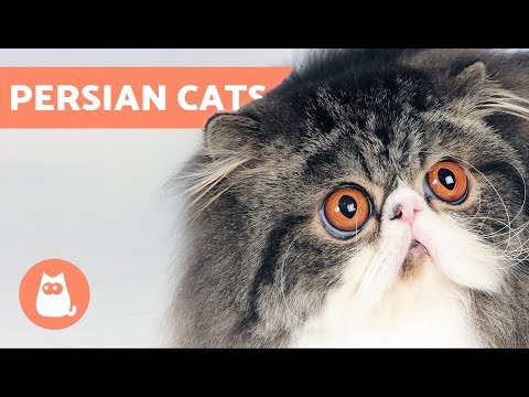 How to Identify Types of Persian Cats - YouTube