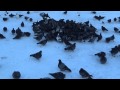 Стая голубей - Columba livia 