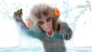 Małpy skaczą, pływają, nurkują i dokazują w basenie