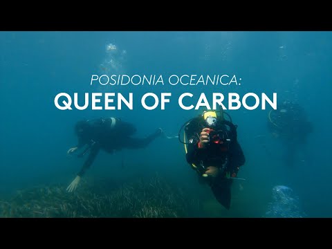 Discovering medieval carbon ?! | Posidonia Oceanica, queen of carbon