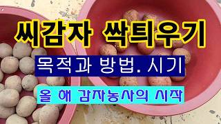 [텃밭농부 2,145]  올해 감자농사의 시작. 씨감자 싹틔우는 목적과 방법, 시기! #감자재배 #씨감자