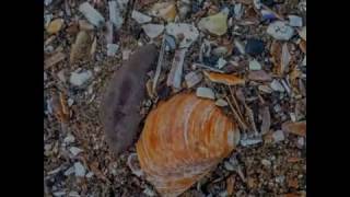 Quiet Joys of Brotherhood