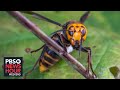 How Officials In Washington State Are Attempting To Eradicate The Murder Hornet Before It Spreads
