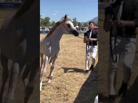 Campionato di Cavalli arabi alla Favorita 2022