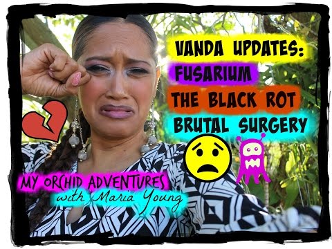 BLACK ROT,  FUSARIUM, EXTREME SURGERY & PROPAGATION UPDATE