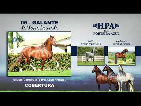 05 Galante da Terra Dourada