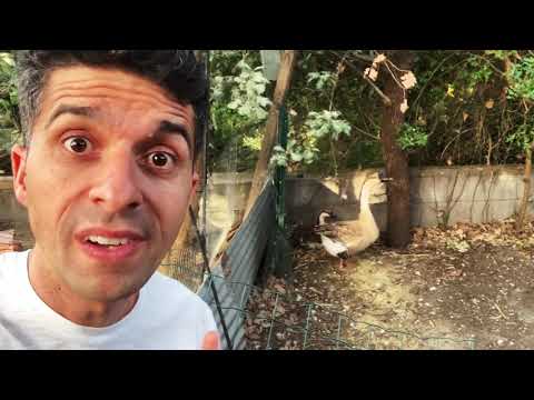 I Show You All My Animals Complete Collection 2019