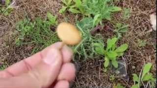 preview picture of video 'Как собирать грибы в  лесу? Сбор грибов в Болгарии'