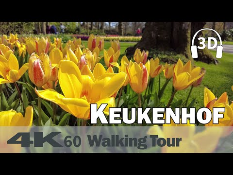 Keukenhof 2021 , Garden of Europe, Flowers, Tulips ⛅ | Netherlands | 4K60 Walking Tour | 3D Audio