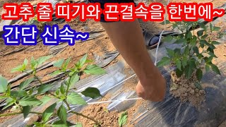 고추줄 띠기와 고추끈 결속을 한번에~ 고추재배방법  고추키우기 고추관리 텃밭 주말농장 귀농 귀촌