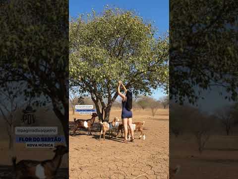 A calmaria do sertão não tem igual 🌻| FLOR DO SERTÃO