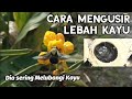 Lebah Kayu Dan Cara Mengusir Nya Carpenter Bee