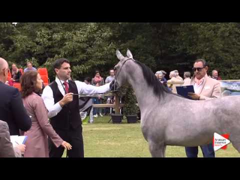 N.114 AJ EMANA - Bruges 2015 International - Yearling Fillies (Class 101B)