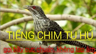 Download lagu Tiếng Tu Hú Kêu Gọi Bầy Cực Chuẩn. Mới Nhất 2020- Huỳnh Đức TN Vlogs mp3 Download lagu Tiếng Tu Hú Kêu Gọi Bầy Cực Chuẩn. Mới Nhất 2020- Huỳnh Đức TN Vlogs mp3