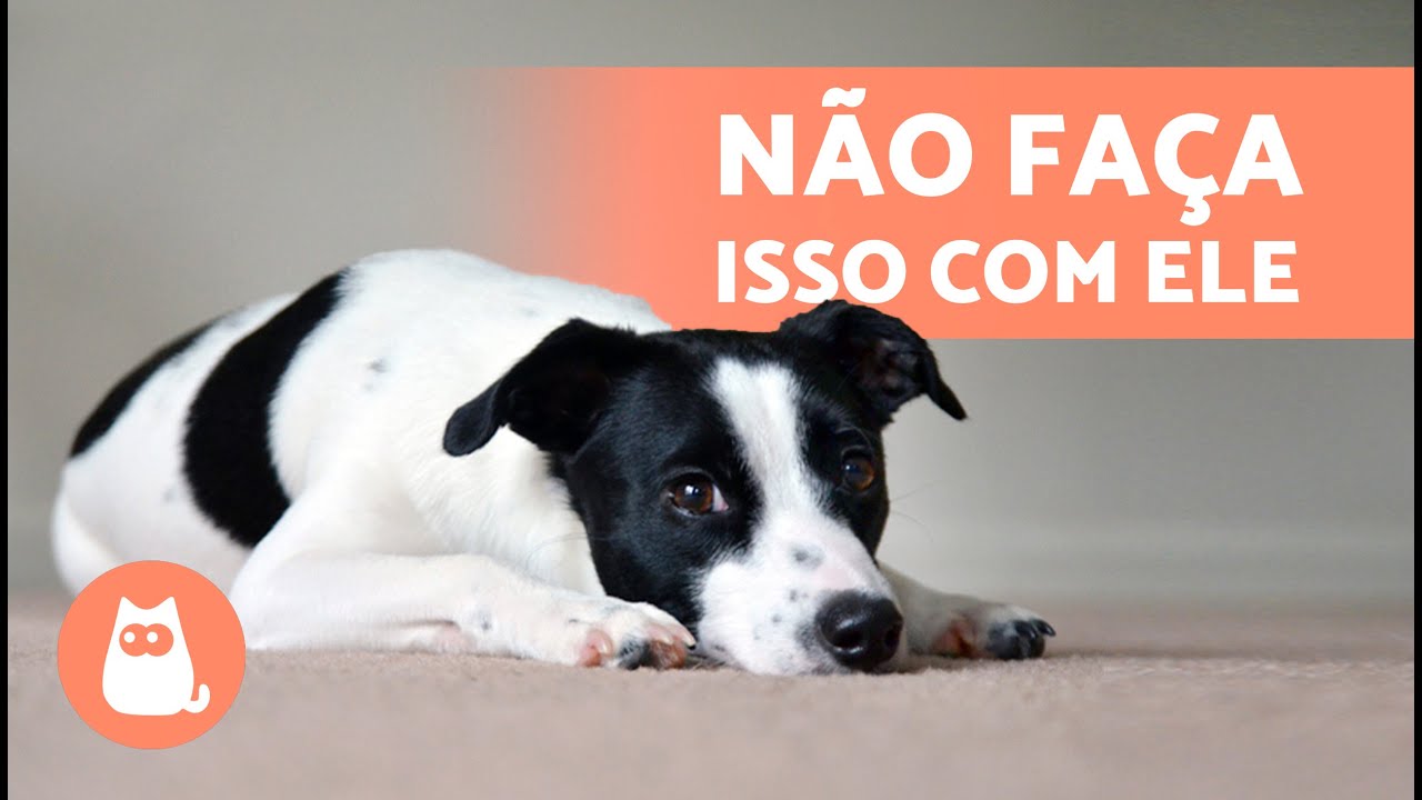 10 COISAS que PREJUDICAM EMOCIONALMENTE seu CACHORRO 🐱💔