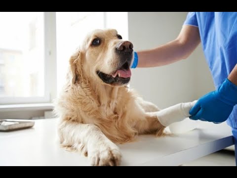 Maciej Piwko Przychodnia weterynaryjna - video