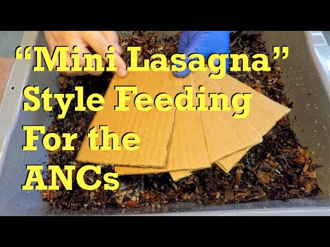 African nightcrawler worm bin & cocoon nursery at day 17 - vermicompost