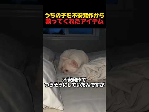 うちの子を不安発作から救ってくれたアイテム