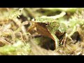 Darwin S Frogs Saved From Fungal Extinction By London Zoo