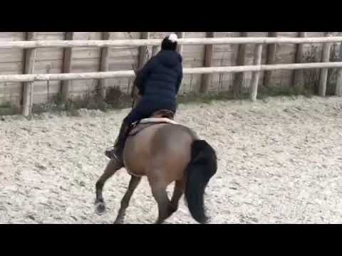 Aurfla ( a lee spring power X Cassini )✈️✈️