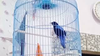 Download lagu Masteran Cucak Biru Non Stop Suara Asli Audio Bersih Durasi Panjang 6 Menit mp3 Download lagu Masteran Cucak Biru Non Stop Suara Asli Audio Bersih Durasi Panjang 6 Menit mp3