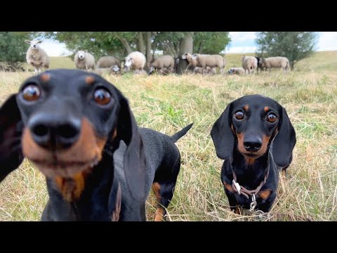 A tour of our village Zuidland.