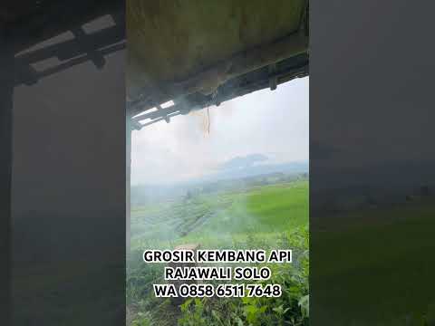 MAGIC WHIP - PETASAN CAMBUK - 1 PACK ISI 6 PC / PANJANG 80 CM