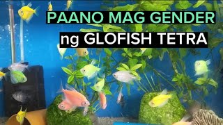 PAANO MAG GENDER NG GLOFISH TETRA