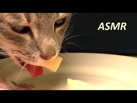 Cat eats cheese ASMR | Animals ASMR #120