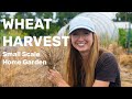 Growing and Harvesting Wheat 🌾 on a Small Scale & Making Bread! 🍞