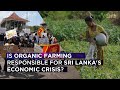 Is Organic Farming Responsible For Sri Lanka S Economic Crisis