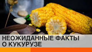 Как кукуруза стала звездой Голливуда: интересные факты о вкусном злаке — ICTV