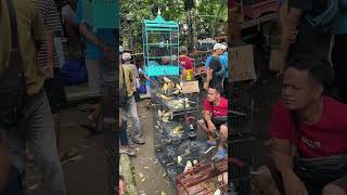 Download lagu Info harga kenari paud di pasar pasty jogja #kicaumania #kicaumanianusantara #kicaumaniaindonesia mp3 Download lagu Info harga kenari paud di pasar pasty jogja #kicaumania #kicaumanianusantara #kicaumaniaindonesia mp3