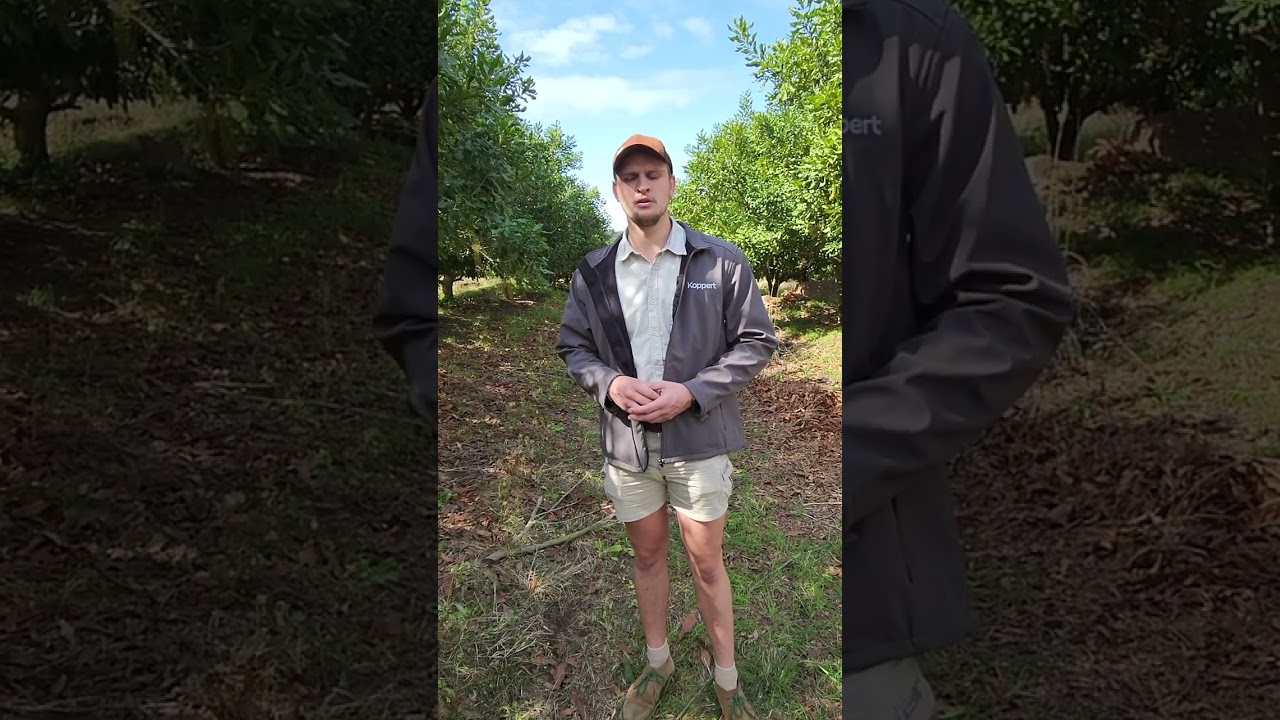 Video preview thumbnail