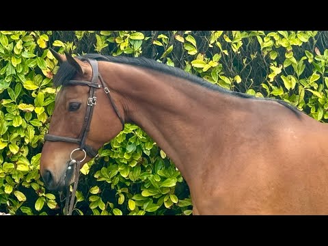 Lovely riding horse. - Image 2