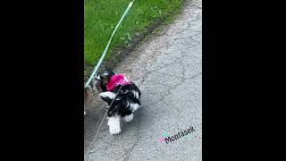 Postroj pro malého psa, s kapucí růžový