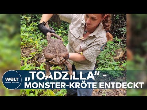 „TOADZILLA“ MONSTER-KRÖTE ernährt sich von Säugetieren - Entdeckung in Australien