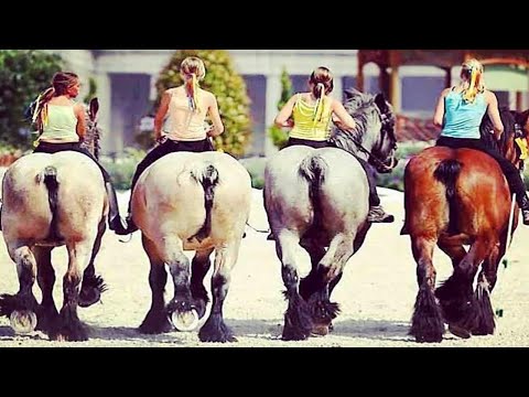 Ces drôles de chevaux sont à voir absolument ! - vidéos de chevaux les plus drôles p2