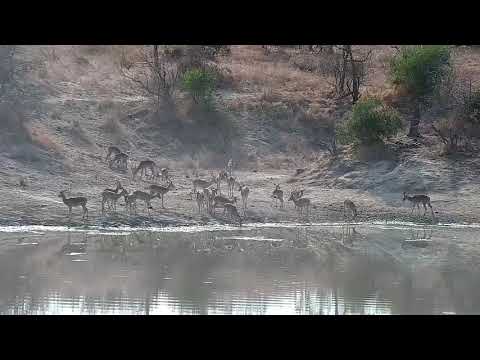 Djuma: Impalas  drink at the dam - 08:35 - 08/23/21