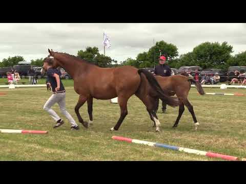 Holsteiner Fohlenschau Föhr 2022 | SF | Conthargos x Barcley x Larimar | 3389 | Heiko Clausen