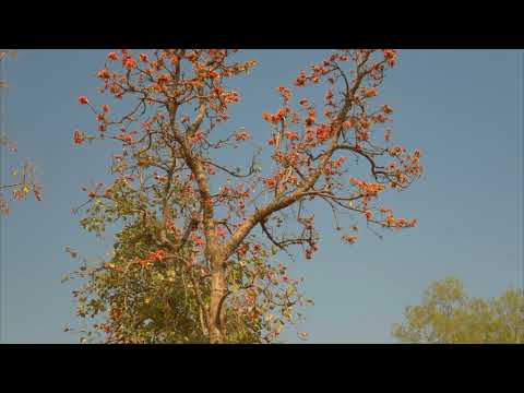 HDR Video - wild flowers